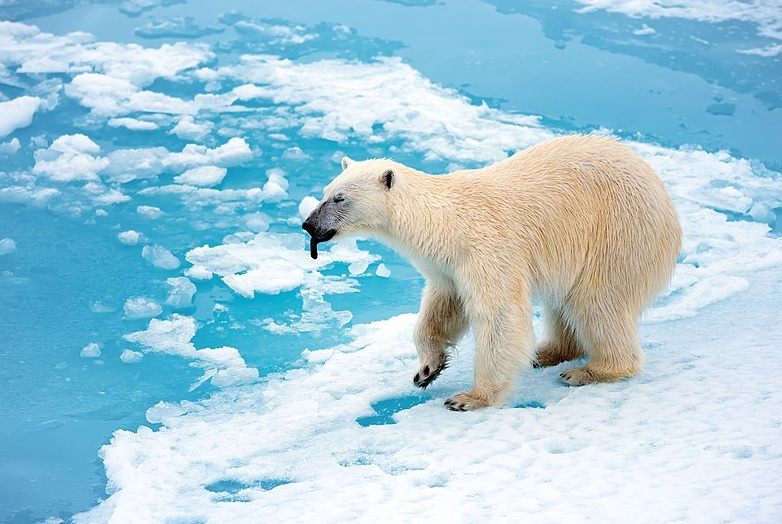 polar bear